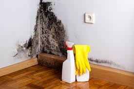 Best Biohazard Mold Removal in Culver City, CA